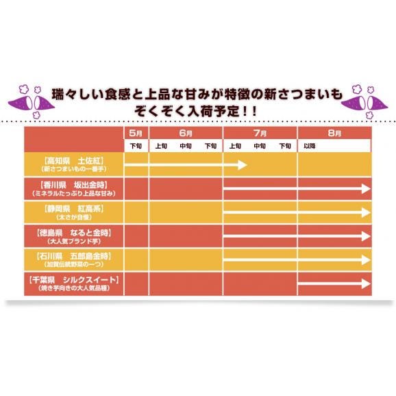 高知県産 JA高知県 土佐紅 A級品MからLサイズ5キロ 18本前後 送料無料　とさべに さつまいも サツマイモ 薩摩芋 新芋 市場発送06