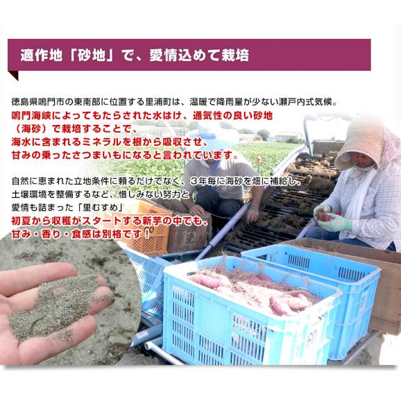 徳島県産　JA里浦　なると金時「里むすめ」　Lサイズ2.5キロ　10本前後　送料無料　きんとき　さつまいも　サツマイモ　薩摩芋　新芋　高系14号　市場発送06