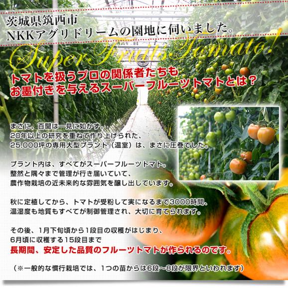 茨城県より産地直送 NKKアグリドリーム スーパーフルーツトマト 9度＋ A品 約1キロ（8玉から16玉）  送料無料 高糖度トマト NKKトマト06