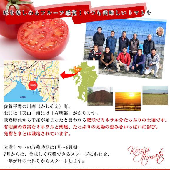 佐賀県産 高糖度 かわそえ光樹トマト 約1キロ化粧箱入 （10玉から16玉入） 送料無料 市場発送06