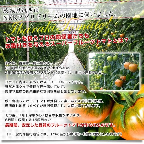 茨城県より産地直送 NKKアグリドリーム フルーツトマト 糖度7度以上 約800g(7玉から13玉) 送料無料 とまと 高糖度トマト06
