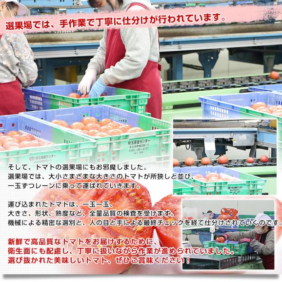 埼玉県産 こだわり農家の小玉トマト 約2.2キロ（約450g×5袋入） 送料無料 春トマト とまと 市場発送06