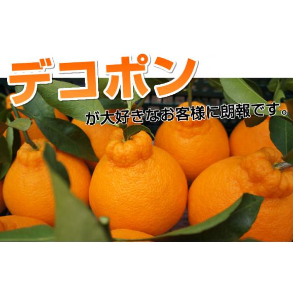 熊本県産 特選デコみかん2kg 2L 7~9玉入り(デコポンと同品種 不知火 ) 【送料無料】《3箱購入で1箱おまけ》06