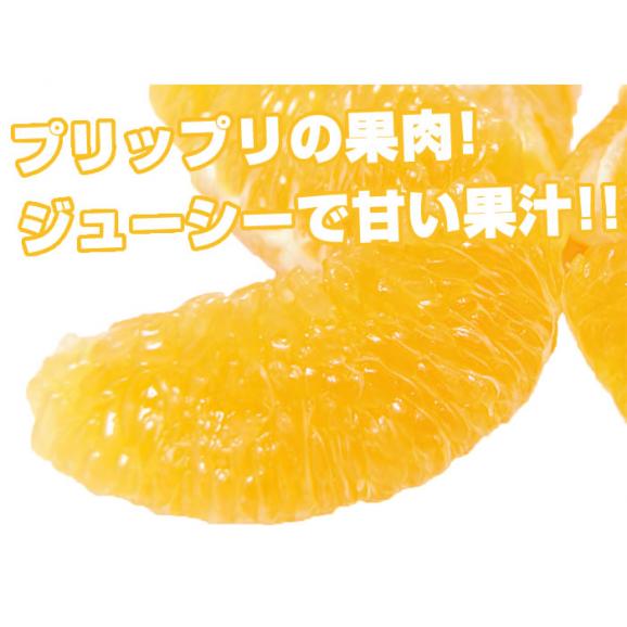 デコポン 熊本県産 約2.0kg 光センサー選果 12月中旬ごろより出荷【東北200円、北海道400円、沖縄・離島1000円の追加送料】06