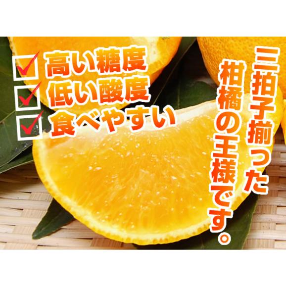 訳あり デコみかん 箱込10kg 内容量9kg+補償分500g 送料無料 3月中旬〜下旬ごろより順次出荷開始 デコポン と 同品種 ご自宅用04