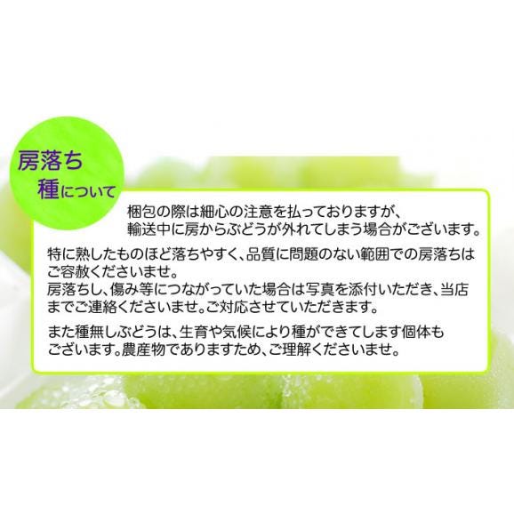 シャインマスカット 2房 計約1.2kg以上 ギフト クール便 送料無料 ぶどう ブドウ 葡萄 お取り寄せ 果物 【5～10営業日以内で出荷予定（店舗休業日除く）】06