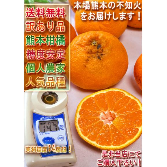 不知火 しらぬい 約2.5kg 6～12玉入り 熊本県産 個人農家産 本場で育てた抜群の甘酸っぱさ！デコポンと同一の人気品種06