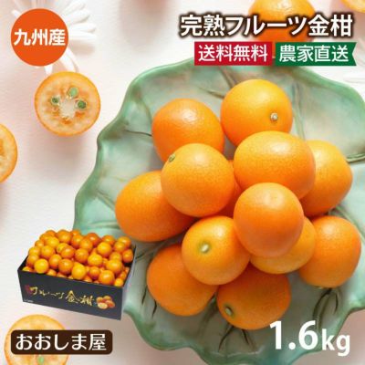 完熟フルーツ金柑1.6kg 送料無料 ＜3月中旬より出荷予定＞  フルーツ 果物 農家直送 九州産   【0451738】
