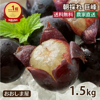 巨峰 1.5kg（3-5房） ぶどう 送料無料 熊本産 農家直送・冷蔵便（クール代別途） ＜7月上旬より出荷予定＞ 