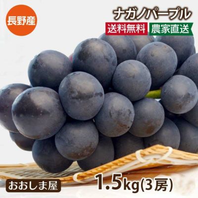 ナガノパープル 1.5kg（3房）送料無料 農家直送（冷蔵便 クール別途300円）＜9月中旬より順次出荷予定＞ 高級ぶどう 果物 フルーツ （）