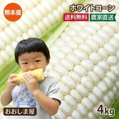 白いとうもろこし ホワイトコーン 4kg 送料無料（クール代別途） 熊本県産 スイートコーン フルーツコーン 雪の妖精 ＜7月上旬より出荷予定＞  ※同住所へ2箱購入ごとに500円引き 農家直送 産地直送 同梱不可 