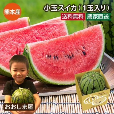熊本県産 小玉スイカ 1玉入り 送料無料 小玉すいか すいか スイカ 農家直送 産地直送 果物 フルーツ 【0451459】