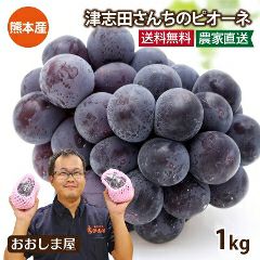 ピオーネ ニューピオーネ 1kg（2房から3房） 送料無料 ＜クール代別＞ 6月下旬より順次出荷 ぶどう 熊本産 津志田果樹園 農家直送 プレゼント 果物フルーツの 【0452159】