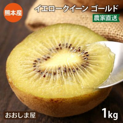 キウイ イエロークイーン 1kg 送料別（同住所に２箱以上で送料無料） 国産 別名：さぬきゴールド  ゴールド キウイフルーツ 熊本産 農家直送 産地直送 フルーツ 果物 