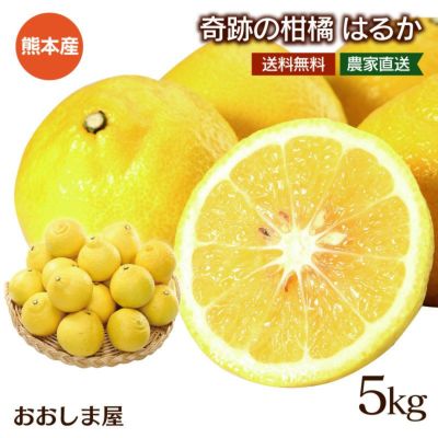 奇跡の柑橘 はるか 5kg  送料無料 ＜1月下旬より順次出荷＞ 今だけ塩たまちゃんドレッシング1本プレゼント!! 熊本産 農家直送  0407750