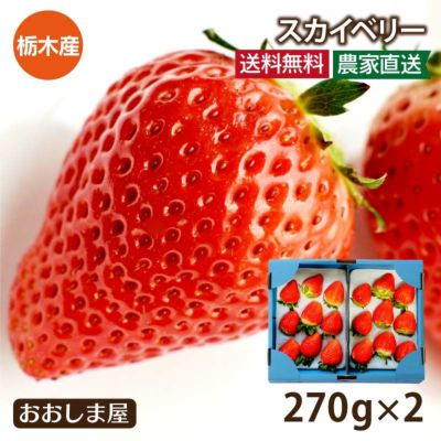 いちご スカイベリー ＜送料無料・クール代別＞  2パック プレミアム苺 栃木産 イチゴ 苺 農家直送 フルーツ 果物 