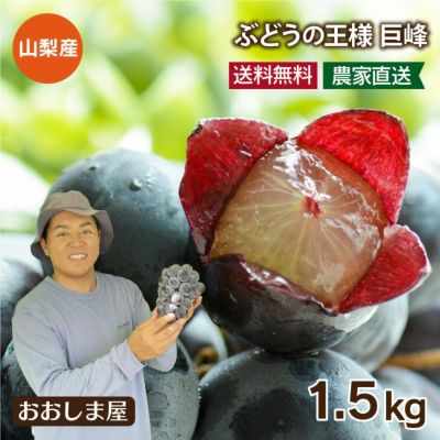 巨峰 1.5kg（3～4房） ぶどう 送料無料 山梨産 農家直送・冷蔵便（クール代別） ＜8月上旬より出荷予定＞ 果物 フルーツ 