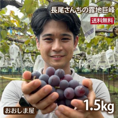 長尾さんちの完熟巨峰 1.5kg 3-5房 ＜送料無料・クール代別＞ 8月下旬から順次出荷 ぶどう 葡萄 ブドウ 熊本産 農家直送 露地栽培 種あり 