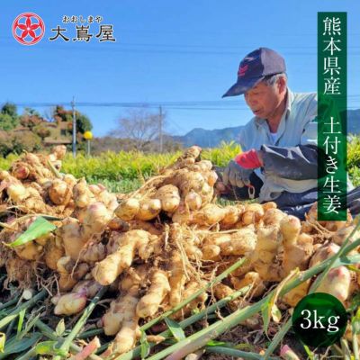 熊本県産 土付き生姜 3kg 送料無料（11月上旬より順次出荷） ショウガ しょうが 野菜 農家直送