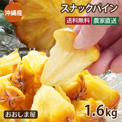 沖縄スナックパイン 1.6kg （約2玉-4玉入り） 送料無料 パイナップル パイン ボゴールパイン 島パイン 沖縄 石垣島 西表 果物 フルーツ 