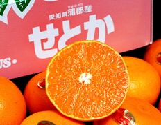 JA蒲郡市『大玉せとか』愛知県産 柑橘 秀 2〜4L 約3kg（8〜12玉）化粧箱 風袋込 ※常温