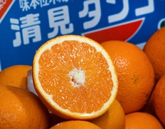 ご自宅用『三崎の越冬樹熟 清見オレンジ』愛媛県産 M〜4L 約5kg 産地箱 風袋込 キズ・スレ等あり ※常温