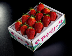 『アイベリー』千葉県産いちご 約500g（12〜15粒）産地箱 ※冷蔵