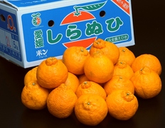 ご自宅用『三崎の 不知火（しらぬひ）』愛媛県産 M〜4L 約5kg 産地箱 キズ・スレ等あり ※常温 【愛媛フェア】