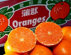 JA蒲郡市『あすみ』愛知県産 柑橘 S〜L 約2.5kg 簡易箱 ※常温
