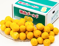 『湘南ゴールド』神奈川県産 柑橘 優〜秀 2S〜5L 約5kg 産地箱 風袋込 ※常温