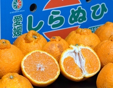 ご自宅用『三崎の 不知火（しらぬひ）』愛媛県産 M〜4L 2箱（1箱 約5kg 産地箱）キズ・スレ等あり ※常温 【愛媛フェア】