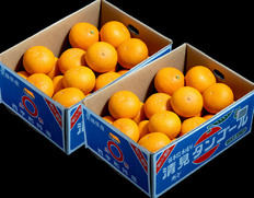 ご自宅用『三崎の越冬樹熟 清見オレンジ』愛媛県産 M〜4L 約5kg×2箱 産地箱 風袋込 キズ・スレ等あり ※常温