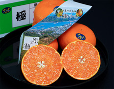 糖度13度基準 『極 せとか』愛媛県中島産 柑橘 L〜3L 約3kg(10〜15玉) 化粧箱 風袋込 ※常温【愛媛フェア】