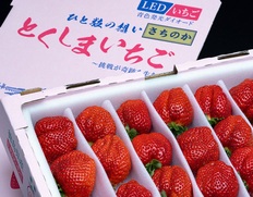 竹内農園 LEDいちご『とくしまいちご（品種 さちのか）』徳島県産 やんちゃ苺 約1.2kg（24〜28粒）産地箱 ※冷蔵