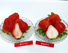熊本いちご食べ比べ『恋みのり＆ゆうべに』熊本県産いちご 約250g入り各2パック 計4パック 産地箱 ※冷蔵