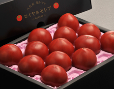 糖度10度以上『塩トマト太陽の子 ロイヤルセレブ』 熊本県八代産 2S〜L 約1kg（9〜20玉）※冷蔵【GI産品】