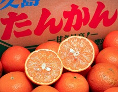 『屋久島たんかん』鹿児島県産 柑橘 S〜M 約5kg 簡易箱 ※常温