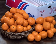柑橘「農6」 香川県産　約5kg 秀〜優品　サイズ混合（小〜大玉）※常温