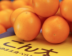 『こん太』静岡県産 金柑 2〜4L 約1kg 化粧箱 ※常温