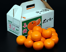 『せとか』長崎県産柑橘 S〜L 約2.5kg 多少のスレ傷あり 産地箱 ※常温 JA長崎せいひ