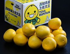 戸波選果場 特大『土佐文旦』高知県産 柑橘 5L相当 約10kg 産地箱 風袋込 ※常温