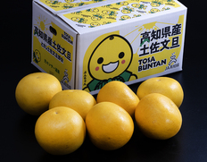 戸波選果場 特大『土佐文旦』高知県産 柑橘 5L相当 約5kg 産地箱 風袋込 ※常温