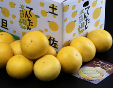 最上位等級 土佐文旦『特大てんたん』高知県産 柑橘  3〜4L 約5kg 産地箱 風袋込 ※常温 戸波選果場