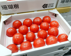 【糖度8〜10度未満】樫山農園の『珊瑚樹トマト』徳島県産  約1kg 特選 (12〜24玉) 白箱（茶フタ）入り ※冷蔵