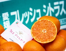 新品種『紅プリンセス（品種：はるあいか）』愛媛県産 柑橘 M〜4L 約5kg 産地箱 風袋込 ※常温【愛媛フェア】