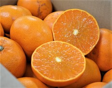 『ご自宅用せとか』愛媛県 中島産 バラ詰め（キズ・スレあり） 約4.5kg サイズ混合 簡易箱 風袋込み※常温【愛媛フェア】
