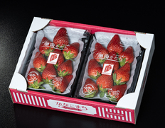 『かなこまち』神奈川県産いちご 約250g×2パック 産地箱 ※冷蔵
