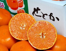 『せとか』長崎県産 柑橘 L〜2L 約3kg（12〜15玉）産地箱 風袋込 ※常温 JA長崎せいひ