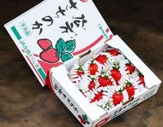 『軸付き 大粒さちのか』 徳島県産 約600g（15〜20粒）産地箱 風袋込 ※冷蔵