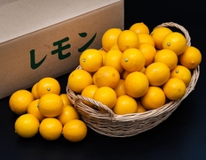 『マイヤーレモン』長崎県産 柑橘 2S〜S 約5kg 産地箱 ※常温